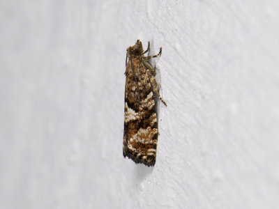 1467 Zeiraphera ratzeburgiana 3794.jpg