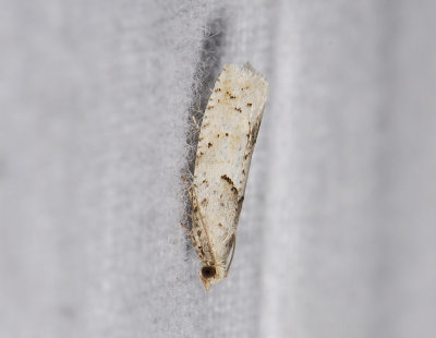 1463   Epinotia bilunana  3782.jpg