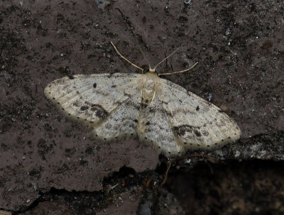 2315   Idaea dimidiata  3755.jpg