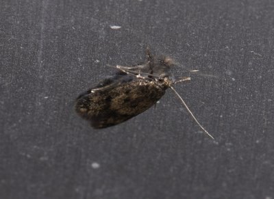 0708 Borkhausenia fuscescens 3478.jpg