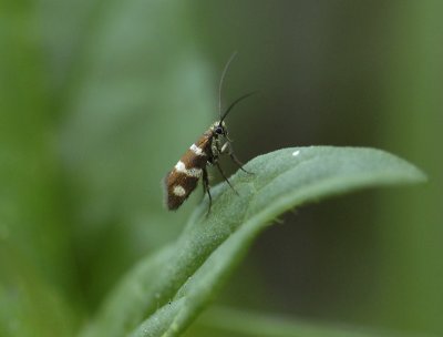 0007   Micropterix aureatella  0216.jpg