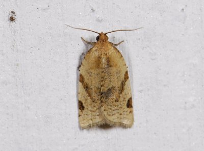 1299   Paramesia gnomana  2716.jpg