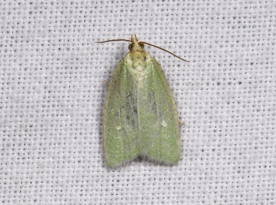 1235 Tortrix viridana 2443.jpg