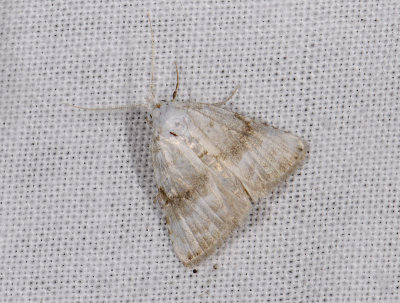 3079 Meganola albula 5150.jpg