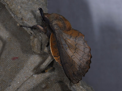 1947   Gastropacha quercifolia  5185.jpg