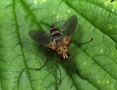 Dexiosoma caninum (male)  3886.jpg