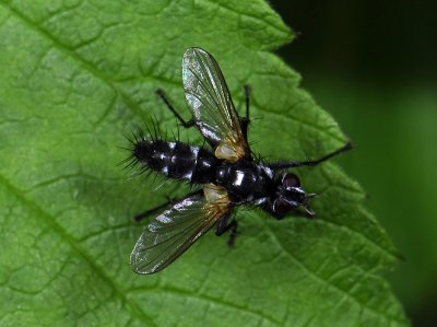 Phyllomyia volvulus  3884.jpg