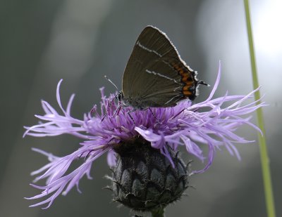 2050 Satyrium w-album 4004.jpg