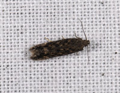 1057 Scrobipalpa atriplicella 4197.jpg