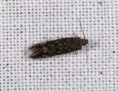 1057   Scrobipalpa atriplicella  4197.jpg