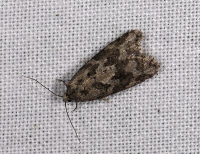 1282   Cnephasia stephensiana  4192.jpg