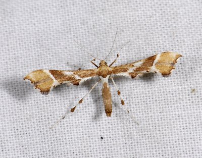 Cnaemidophorus rhododactyla  4224.jpg