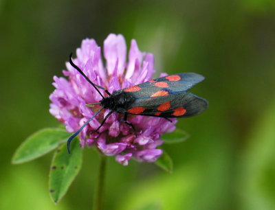 1142   Zygaena lonicerae  6637.jpg