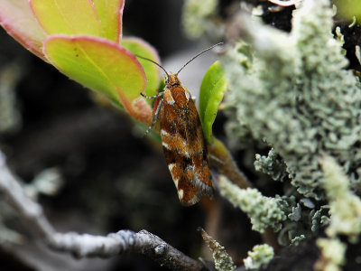 1448   Epinotia mercuriana  6542.jpg