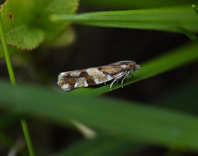 1448 Epinotia mercuriana 6544.jpg
