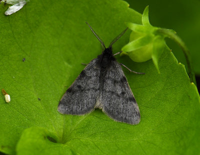 2194   Pygmaena fusca  6428.jpg