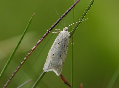 1276   Eana osseana  6423.jpg