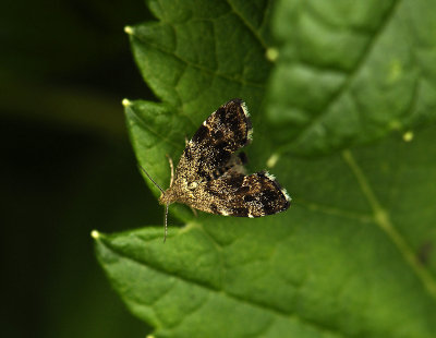 1626   Anthophila fabriciana  6134.jpg