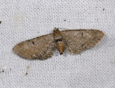 2457   Eupithecia absinthiata  5458.jpg