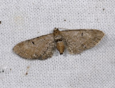 2457 Eupithecia absinthiata 5458.jpg