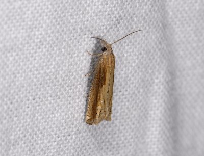 1473   Eucosma obumbratana  5457.jpg