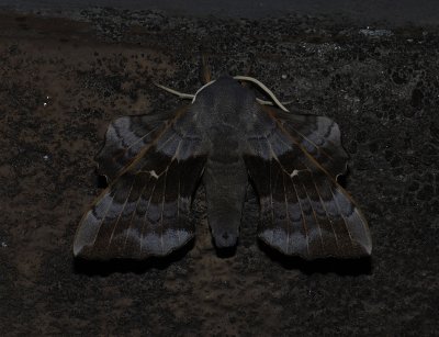 1964 Laothoe populi 5199.jpg