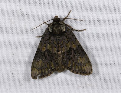 2570 Craniophora ligustri 5145.jpg