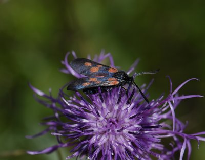 1142   Zygaena lonicerae  4980.jpg