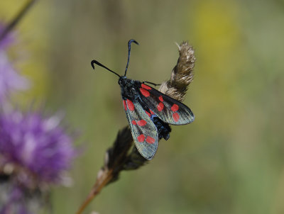 1141   Zygaena filipendulae5037.jpg