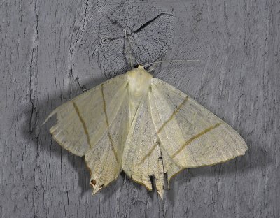 2216   Ourapteryx sambucaria  4871.jpg