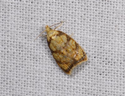 1239 Acleris bergmanniana 4827.jpg
