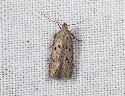 1038 Athrips mouffetella 4822.jpg