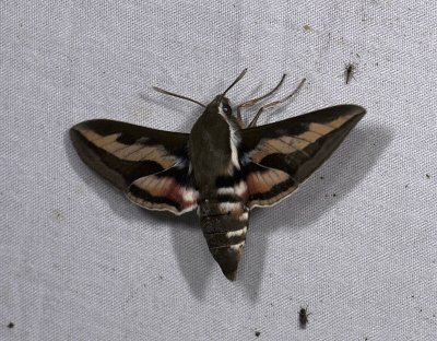 1976 Hyles gallii 4795.jpg