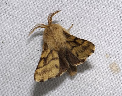 1939   Malacosoma castrensis  4792.jpg