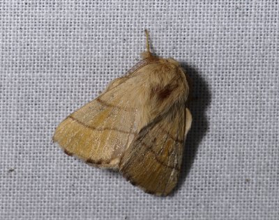 1938   Malacosoma neustria  4791.jpg