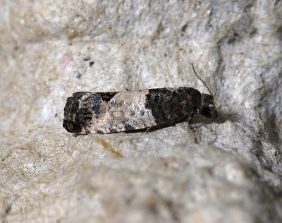 1432   Spilonota ocellana  4789.jpg