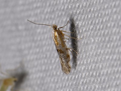 0442 Argyresthia dilectella 4781.jpg