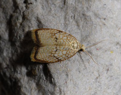 1238 Acleris forsskaleana 4743.jpg