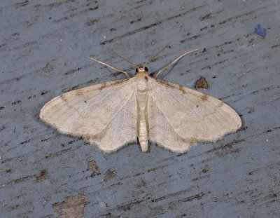 2312 Idaea fuscovenosa 4740.jpg