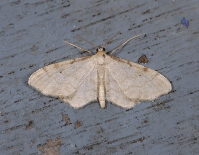 2312   Idaea fuscovenosa  4740.jpg