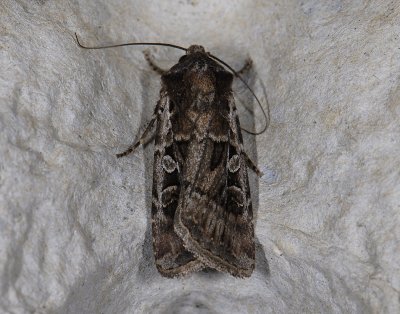 2975 Euxoa tritici 4734.jpg