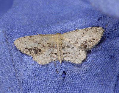 2315   Idaea dimidiata  7959.jpg