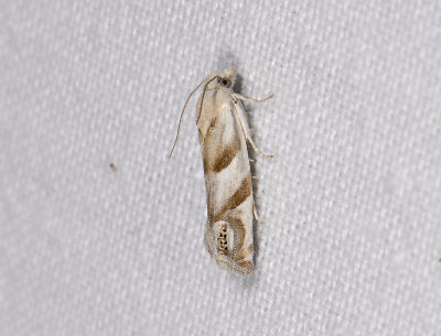 1489   Eucosma pupillana  7949.jpg