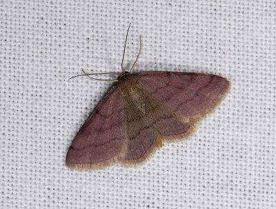 2298   Scopula rubiginata  8010.jpg