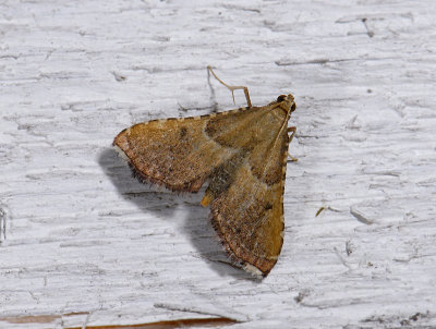 1716 Endotricha flammealis 8089.jpg