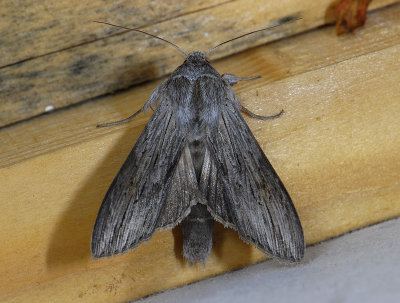2688   Cucullia umbratica  7278.jpg