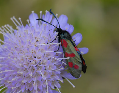 1141   Zygaena filipendulae  7402.jpg