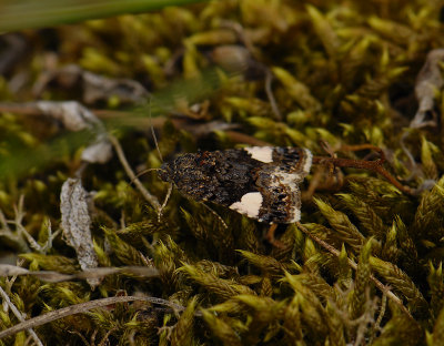 2616   Tyta luctuosa  7555.jpg