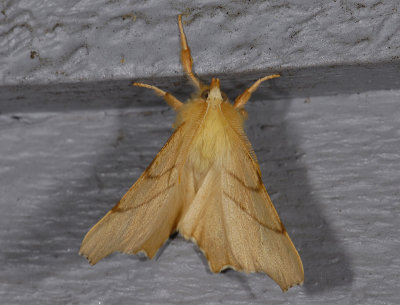 2210 Ennomos erosaria 7226.jpg