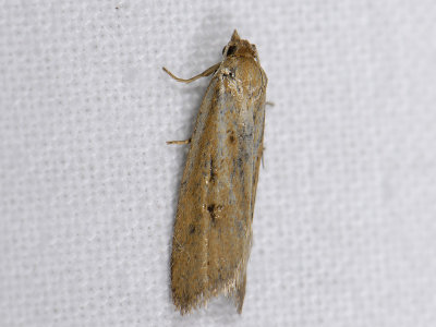 1276   Eana osseana  7208.jpg